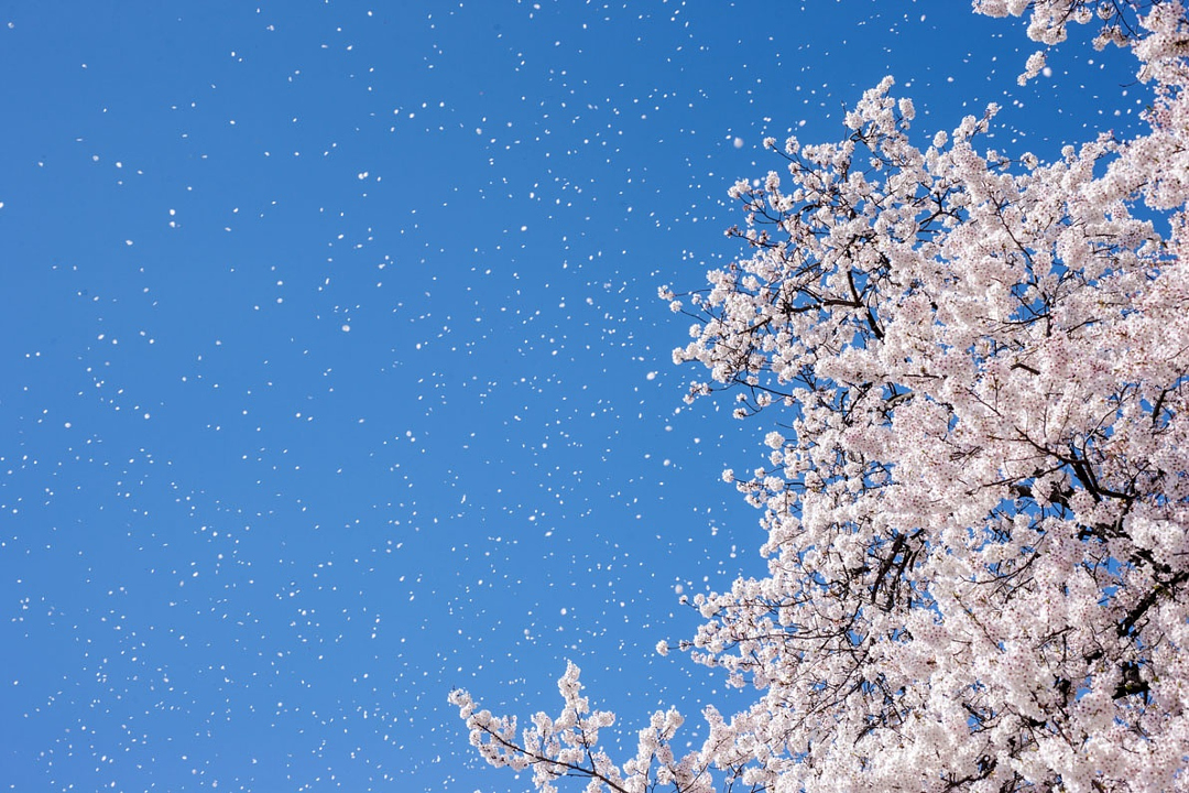 Цветущая вишня со всего мира - 35 красивых фотографий - 2
