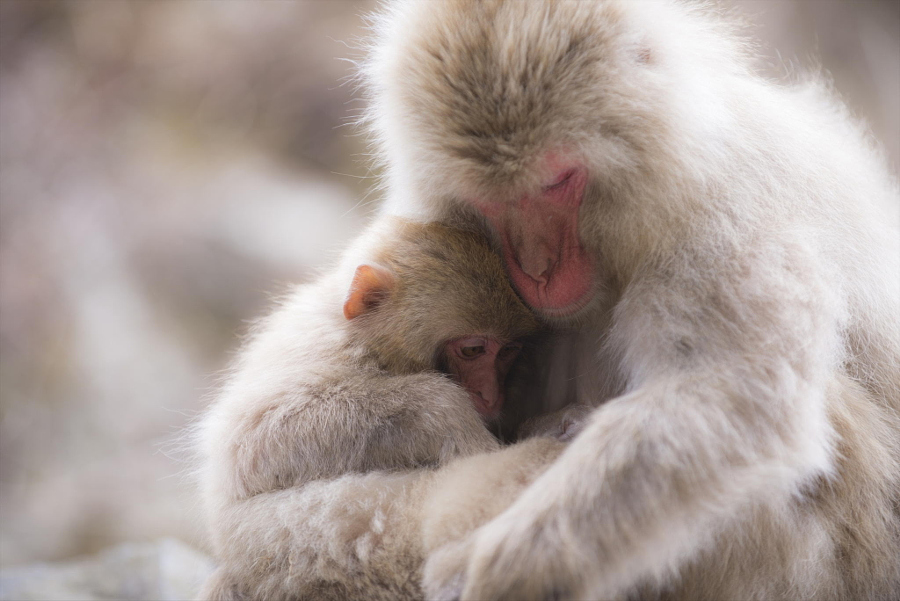 Очарование без границ - 30 фото животных, которые обнимаются