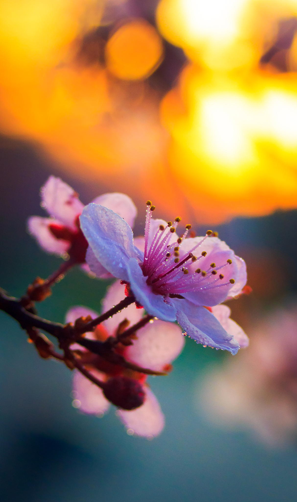 Цветущая вишня со всего мира - 35 красивых фотографий