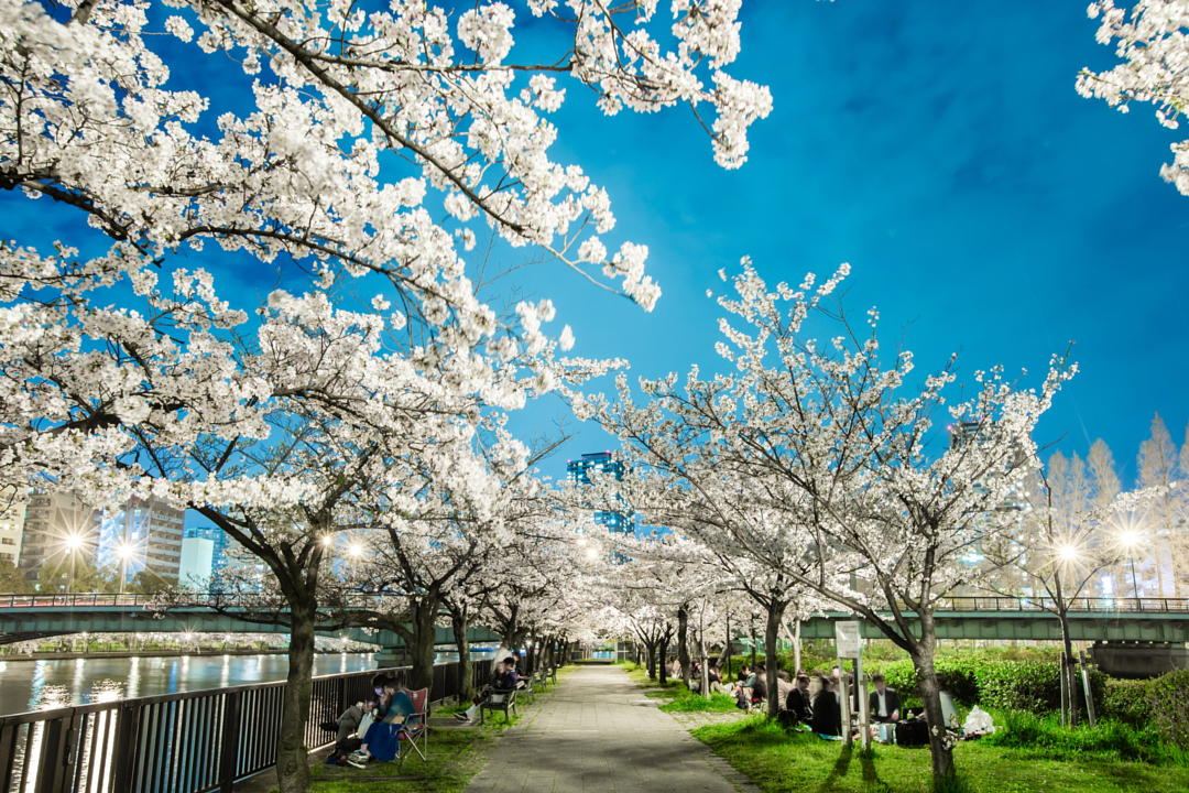 Цветущая вишня со всего мира - 35 красивых фотографий - 6