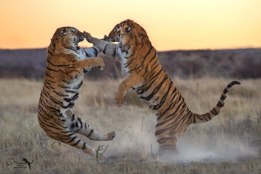 Тигры – дикий животный магнетизм в 30 потрясающих фотографиях 9