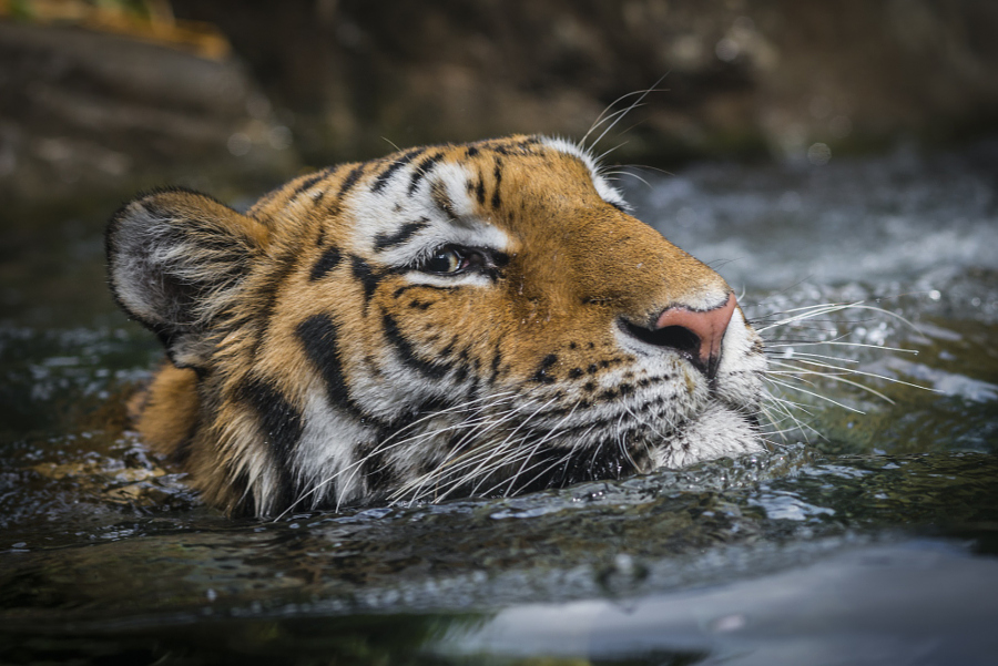 Тигры – дикий животный магнетизм в 30 потрясающих фотографиях 20