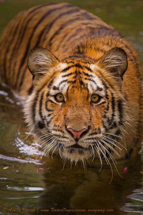 Тигры – дикий животный магнетизм в 30 потрясающих фотографиях 8