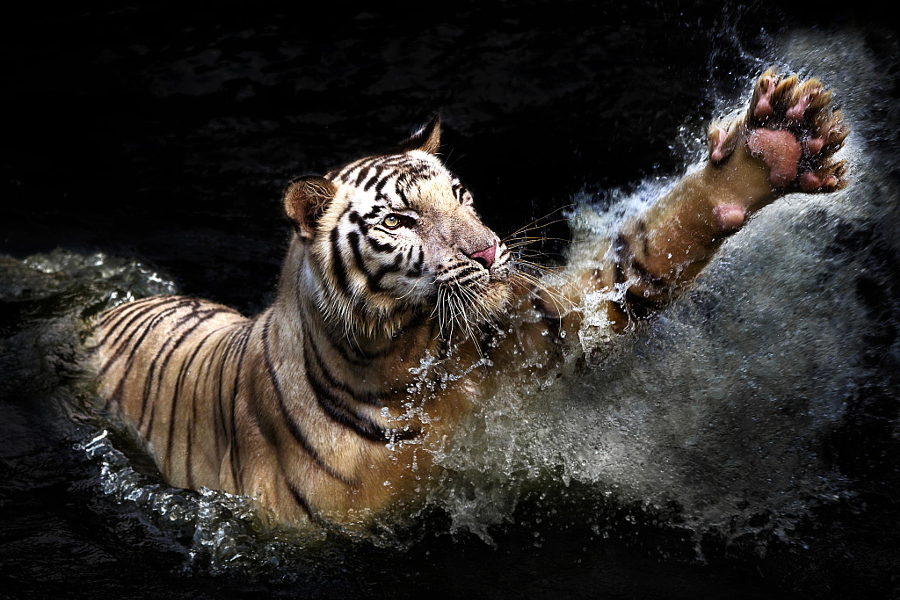Тигры – дикий животный магнетизм в 30 потрясающих фотографиях 17