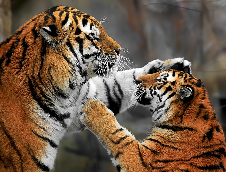 Тигры – дикий животный магнетизм в 30 потрясающих фотографиях 25