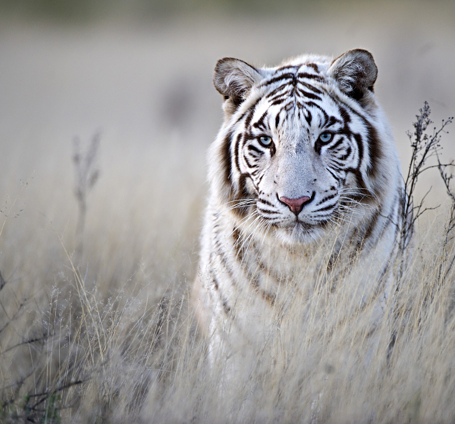 Тигры – дикий животный магнетизм в 30 потрясающих фотографиях 2