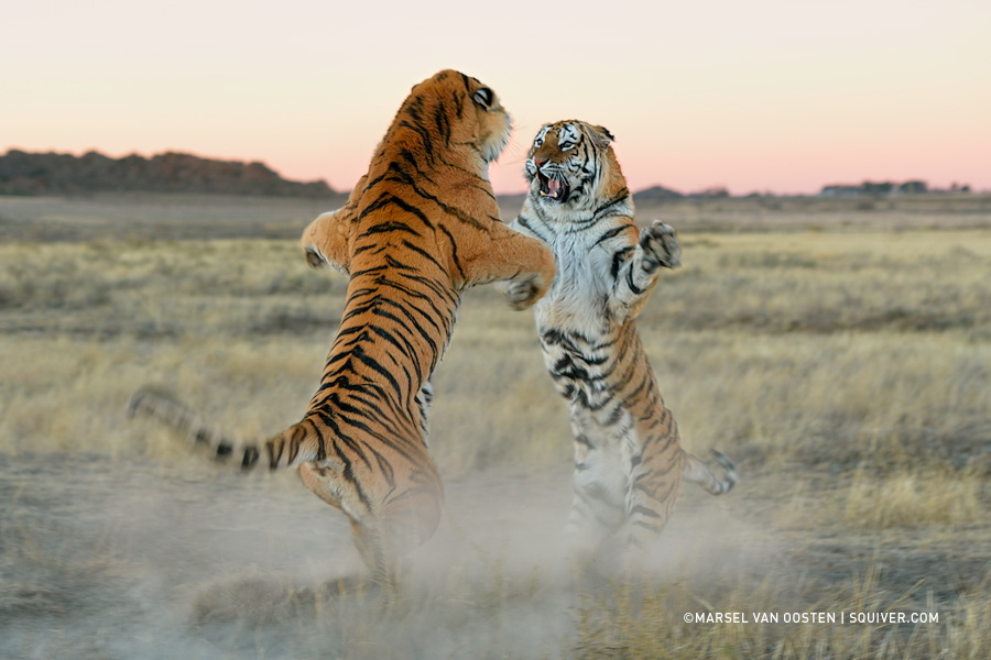 Тигры – дикий животный магнетизм в 30 потрясающих фотографиях 1