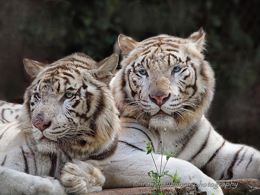 Тигры – дикий животный магнетизм в 30 потрясающих фотографиях 24
