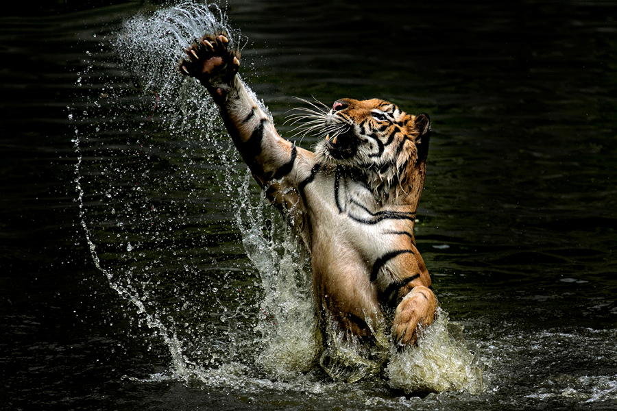 Тигры – дикий животный магнетизм в 30 потрясающих фотографиях 13