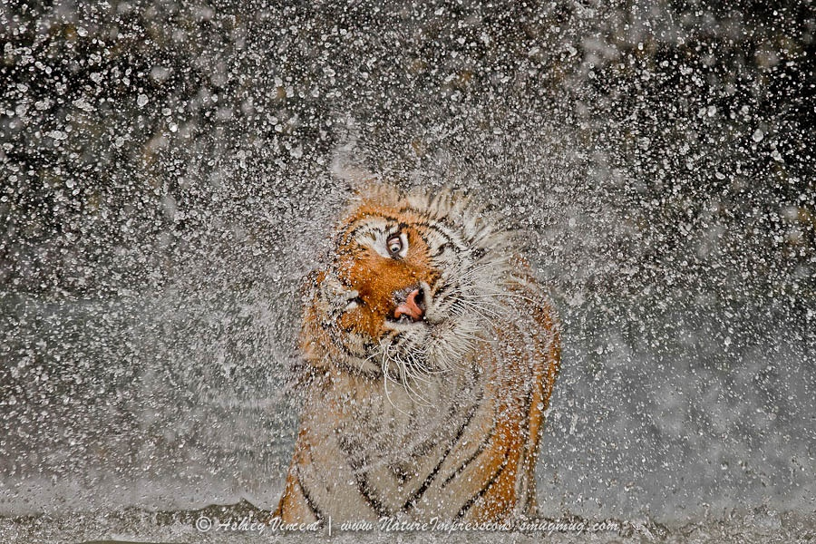 Тигры – дикий животный магнетизм в 30 потрясающих фотографиях 12
