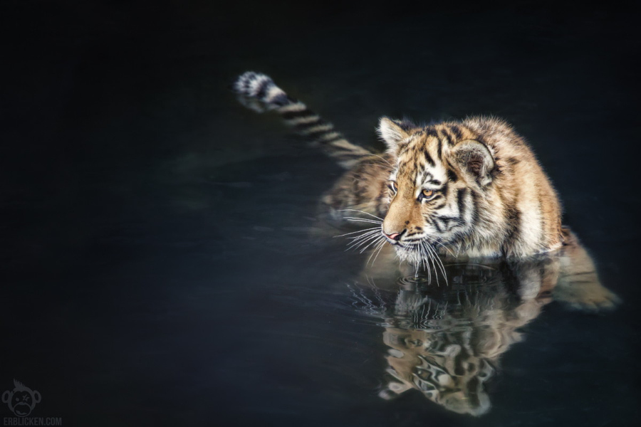 Тигры – дикий животный магнетизм в 30 потрясающих фотографиях 26