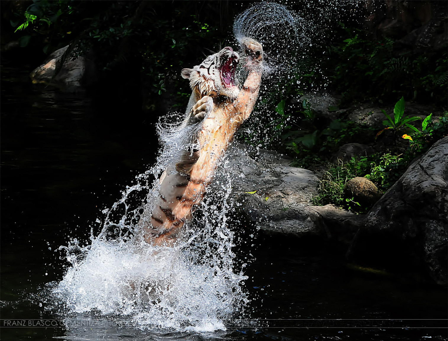 Тигры – дикий животный магнетизм в 30 потрясающих фотографиях 15