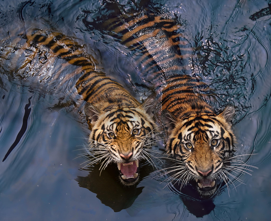 Тигры – дикий животный магнетизм в 30 потрясающих фотографиях 11
