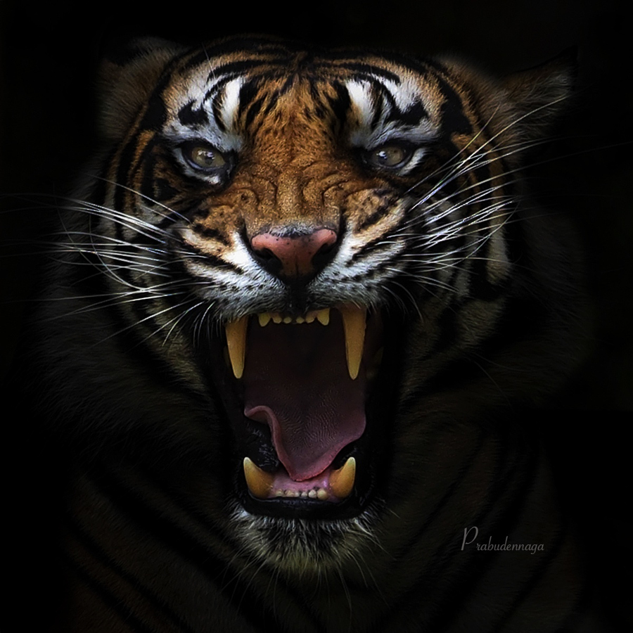 Тигры – дикий животный магнетизм в 30 потрясающих фотографиях 18
