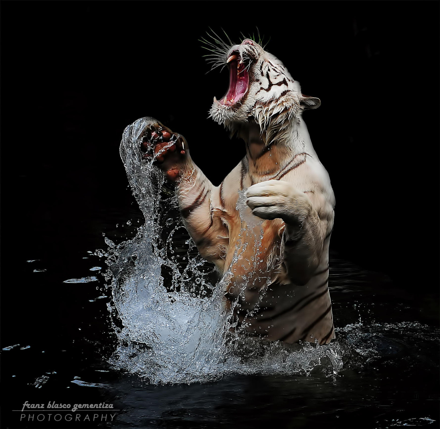 Тигры – дикий животный магнетизм в 30 потрясающих фотографиях 29