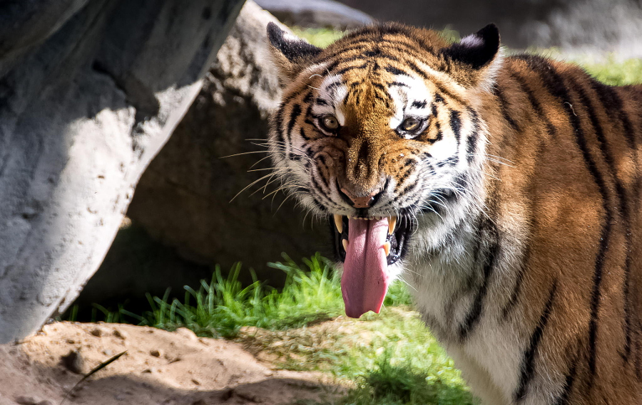 Тигры – дикий животный магнетизм в 30 потрясающих фотографиях 27