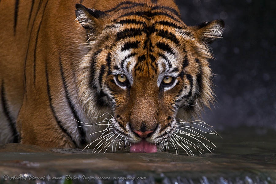 Тигры – дикий животный магнетизм в 30 потрясающих фотографиях 23