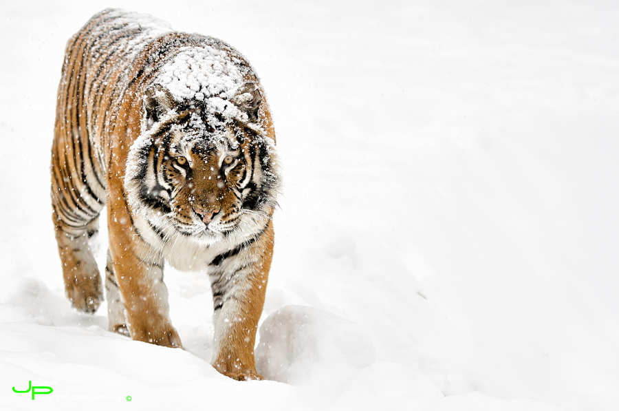 Тигры – дикий животный магнетизм в 30 потрясающих фотографиях 16