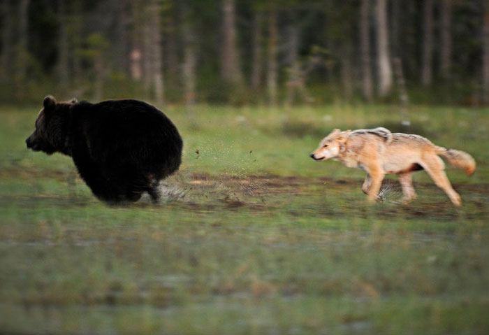 Финский фотоохотник Ласси Раутиайнен сделал уникальные кадры – как дружат волчица и бурый медведь-2