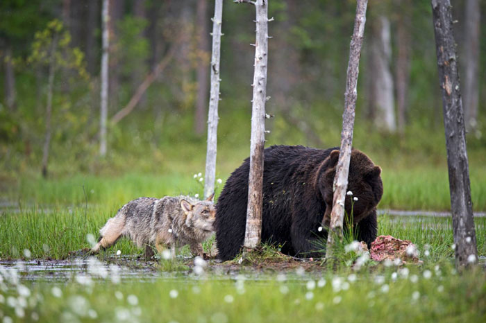 Финский фотоохотник Ласси Раутиайнен сделал уникальные кадры – как дружат волчица и бурый медведь-14