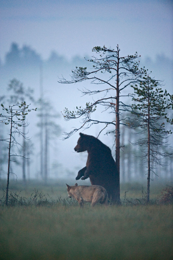 Финский фотоохотник Ласси Раутиайнен сделал уникальные кадры – как дружат волчица и бурый медведь-13