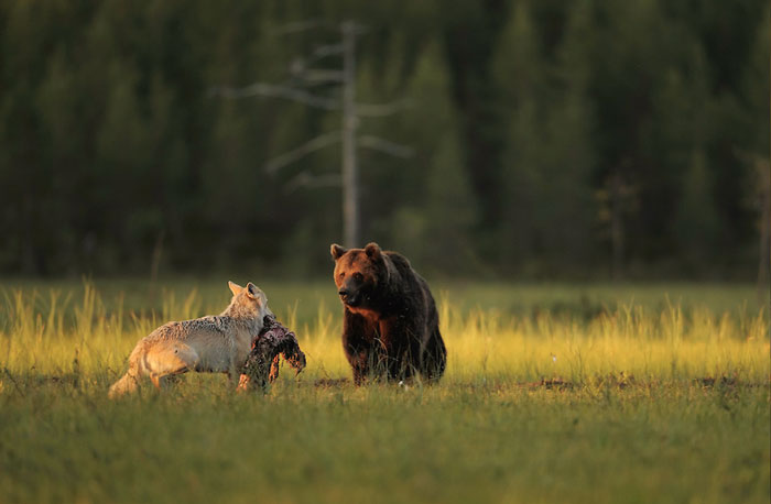 Финский фотоохотник Ласси Раутиайнен сделал уникальные кадры – как дружат волчица и бурый медведь-10