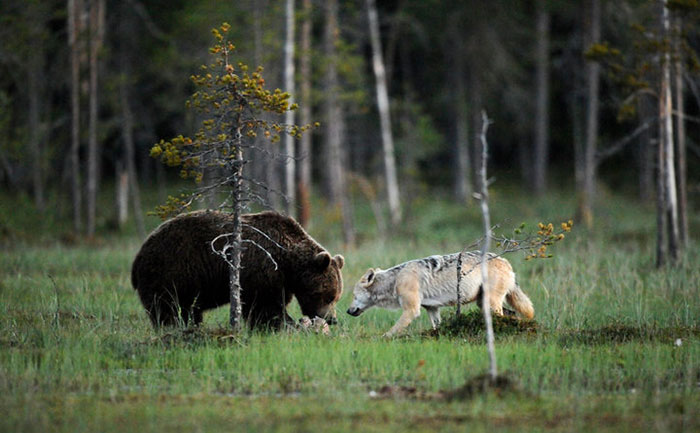 Финский фотоохотник Ласси Раутиайнен сделал уникальные кадры – как дружат волчица и бурый медведь-8
