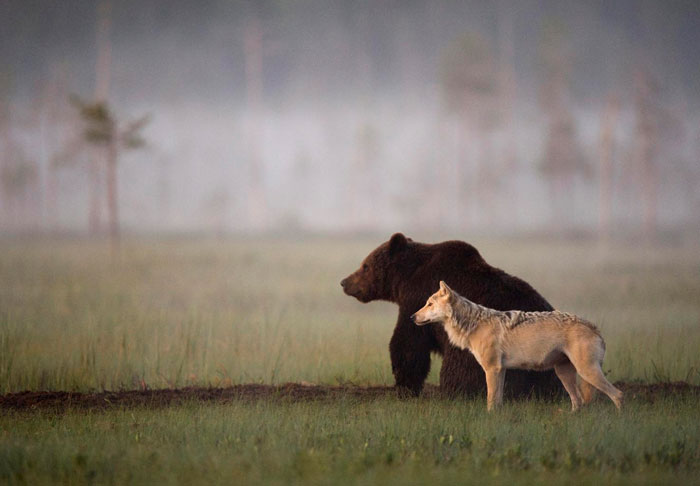 Финский фотоохотник Ласси Раутиайнен сделал уникальные кадры – как дружат волчица и бурый медведь-9