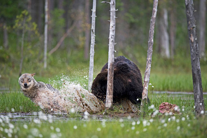 Финский фотоохотник Ласси Раутиайнен сделал уникальные кадры – как дружат волчица и бурый медведь-15