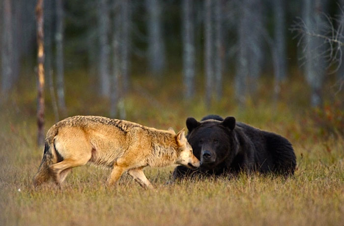 Финский фотоохотник Ласси Раутиайнен сделал уникальные кадры – как дружат волчица и бурый медведь-11