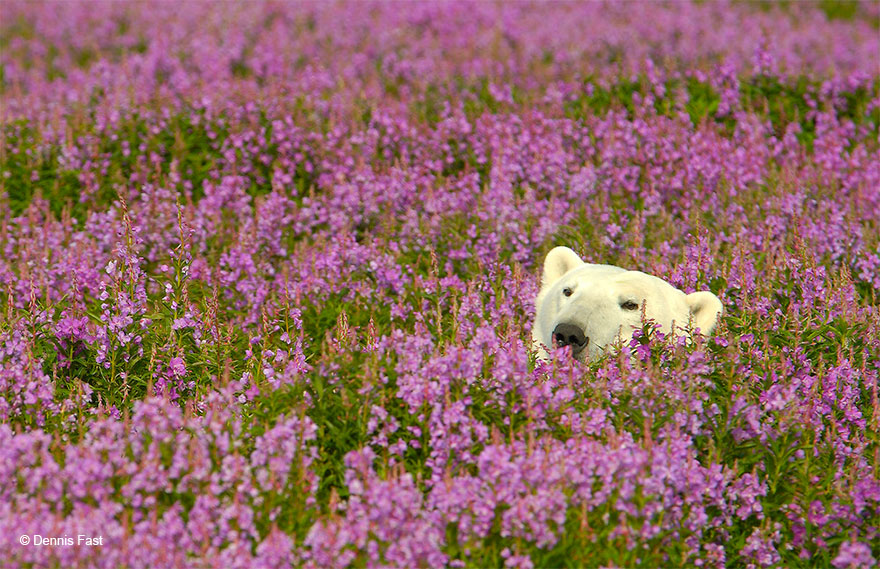 Денис Фаст сфотографировал, как полярные медведи резвятся в цветочном поле-24