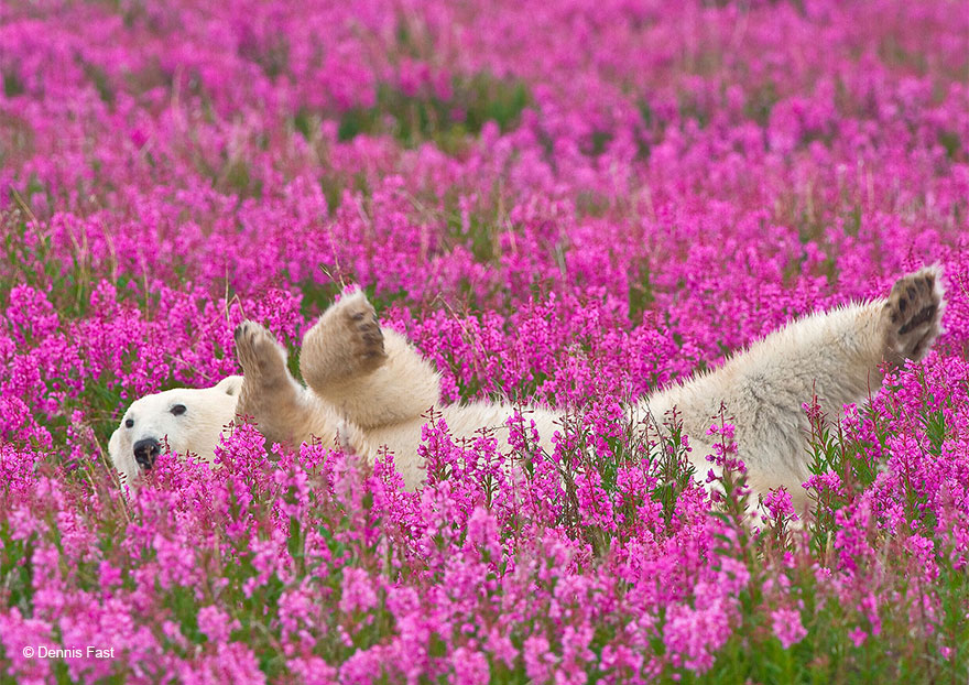 Денис Фаст сфотографировал, как полярные медведи резвятся в цветочном поле-22