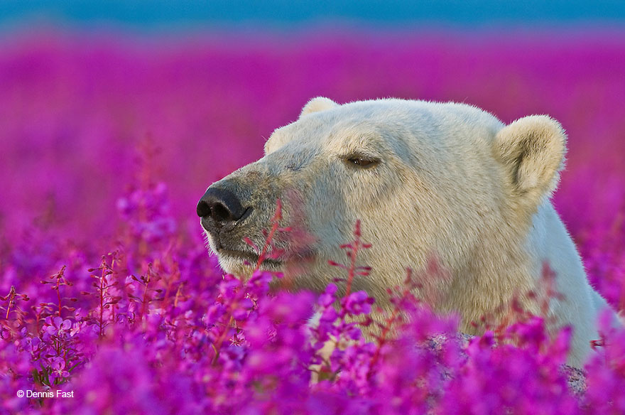 Денис Фаст сфотографировал, как полярные медведи резвятся в цветочном поле-11