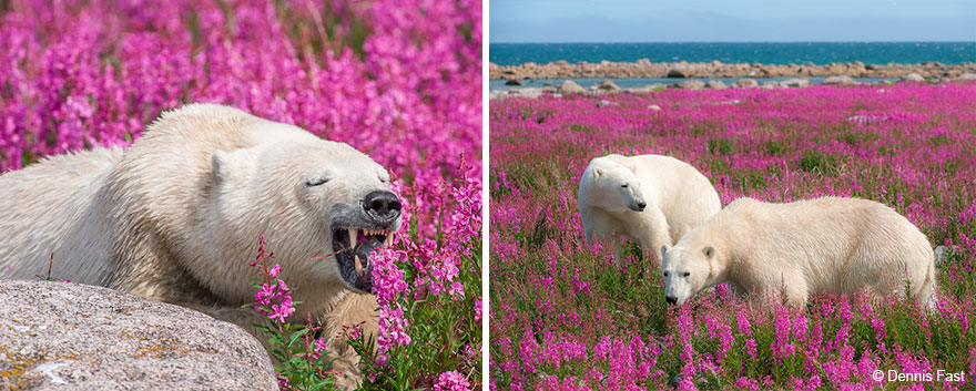 Денис Фаст сфотографировал, как полярные медведи резвятся в цветочном поле-25