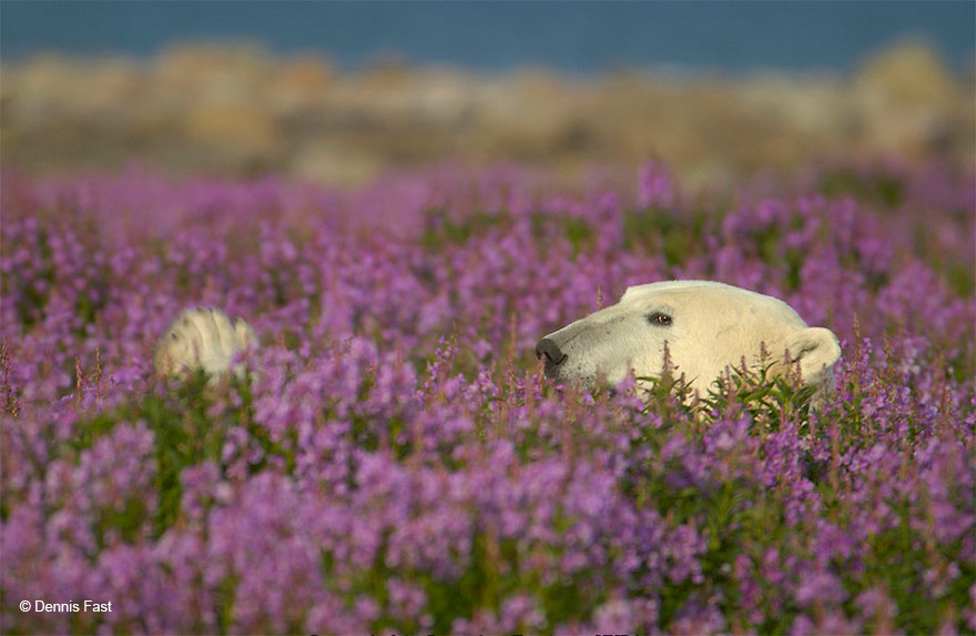 Денис Фаст сфотографировал, как полярные медведи резвятся в цветочном поле-26