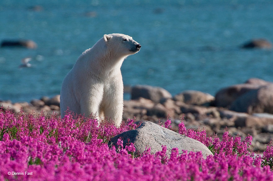Денис Фаст сфотографировал, как полярные медведи резвятся в цветочном поле-15