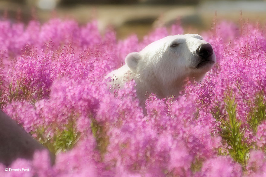 Денис Фаст сфотографировал, как полярные медведи резвятся в цветочном поле-12
