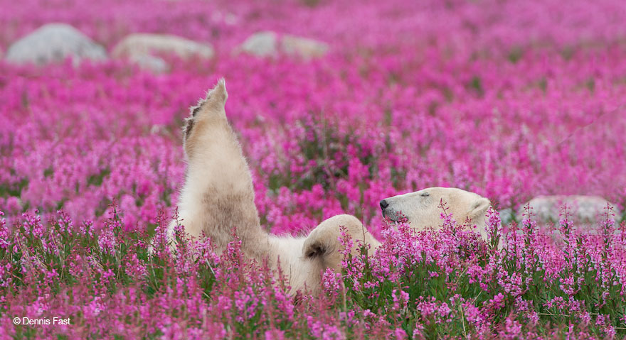 Денис Фаст сфотографировал, как полярные медведи резвятся в цветочном поле-21