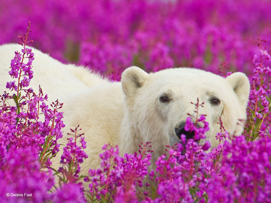 Денис Фаст сфотографировал, как полярные медведи резвятся в цветочном поле-23