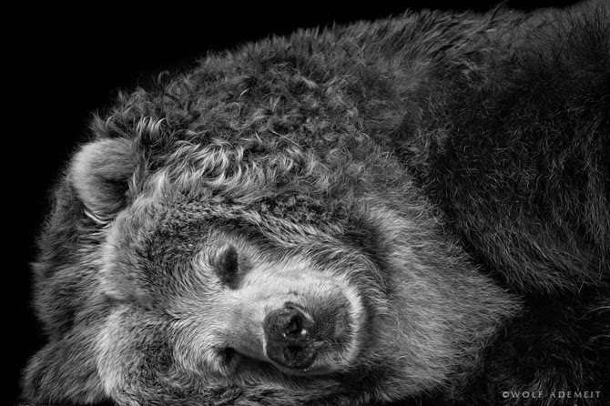 Вольф Адемайт – немецкий фотограф, который показывает индивидуальность и очарование животных