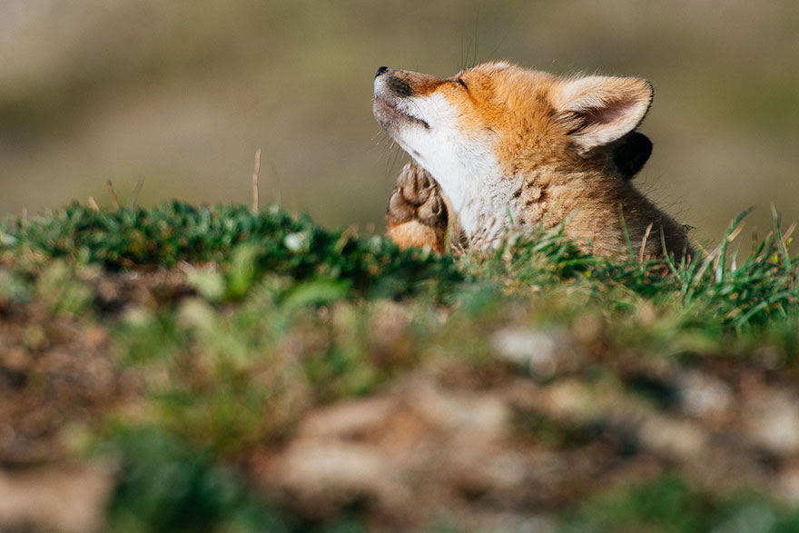 Cимпатичнейшие фотоснимки лис от фотоохотника Ивана Кислова-6