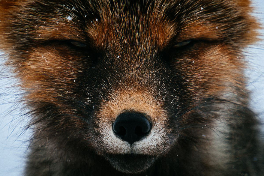 Cимпатичнейшие фотоснимки лис от фотоохотника Ивана Кислова-14