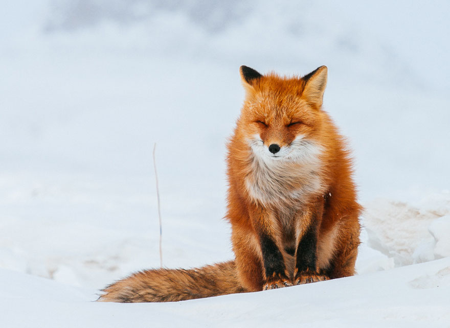 Cимпатичнейшие фотоснимки лис от фотоохотника Ивана Кислова-9