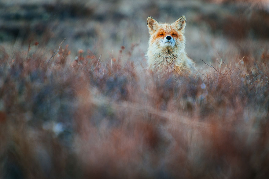 Cимпатичнейшие фотоснимки лис от фотоохотника Ивана Кислова-2