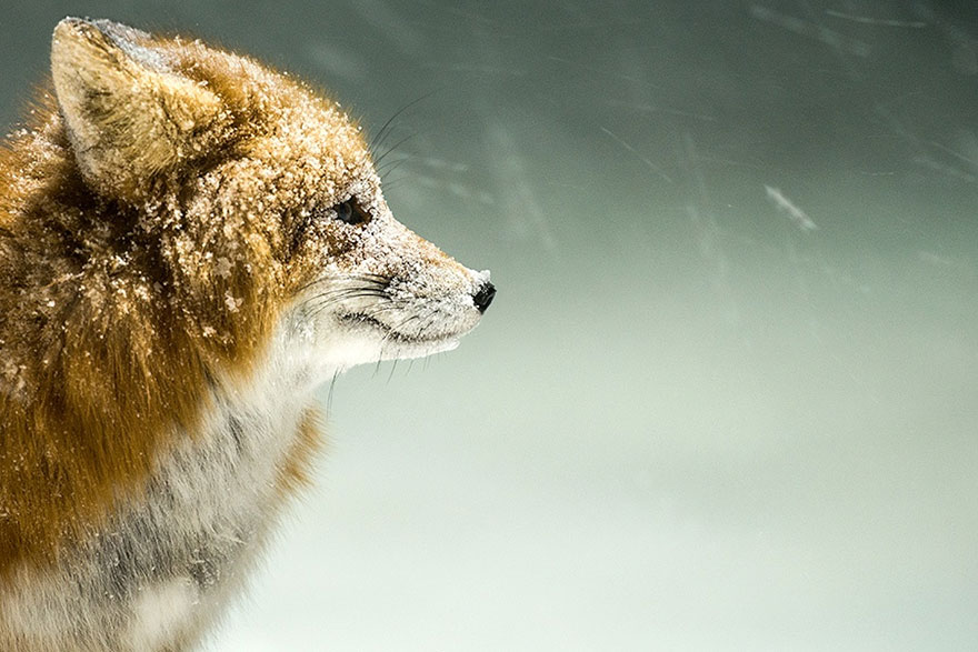 Cимпатичнейшие фотоснимки лис от фотоохотника Ивана Кислова-3