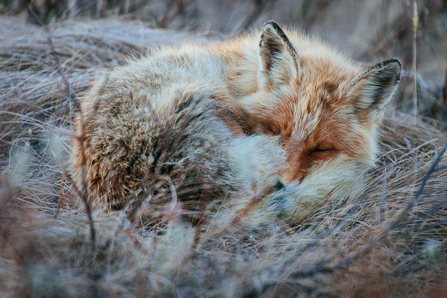 Cимпатичнейшие фотоснимки лис от фотоохотника Ивана Кислова-1