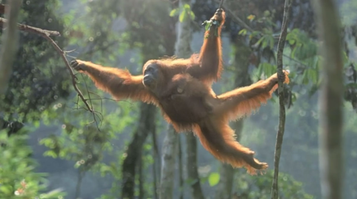 Исчезающие виды животных в их естественной среде обитания - видео