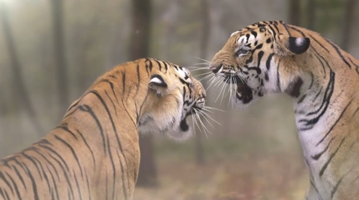 Исчезающие виды животных в их естественной среде обитания - видео