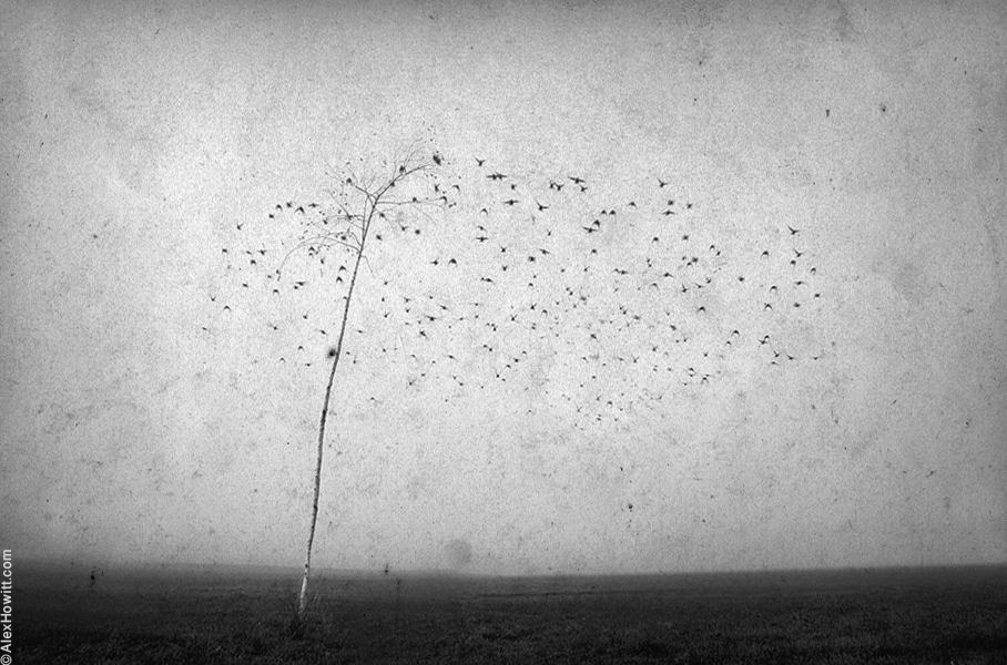 Чёрно-белые художественные фотографии Алекса Хоуита
