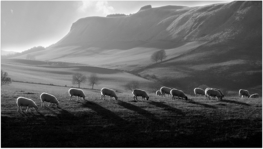 32 очаровательные и эпические фотографии овец